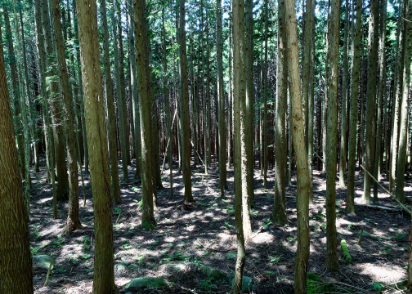 植林後に放置された森林の写真