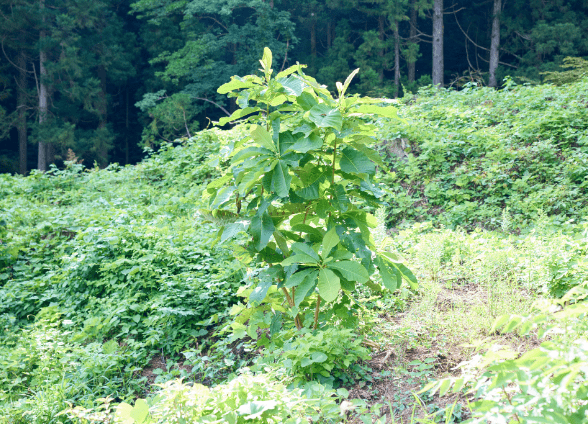 植えずに森にした場合のイメージ