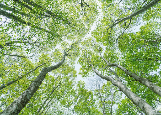 植生や生物を調査するイメージ