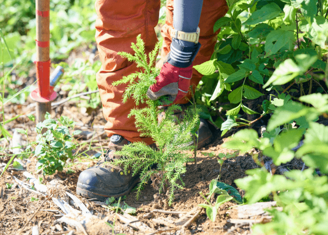 苗木を植えるイメージ