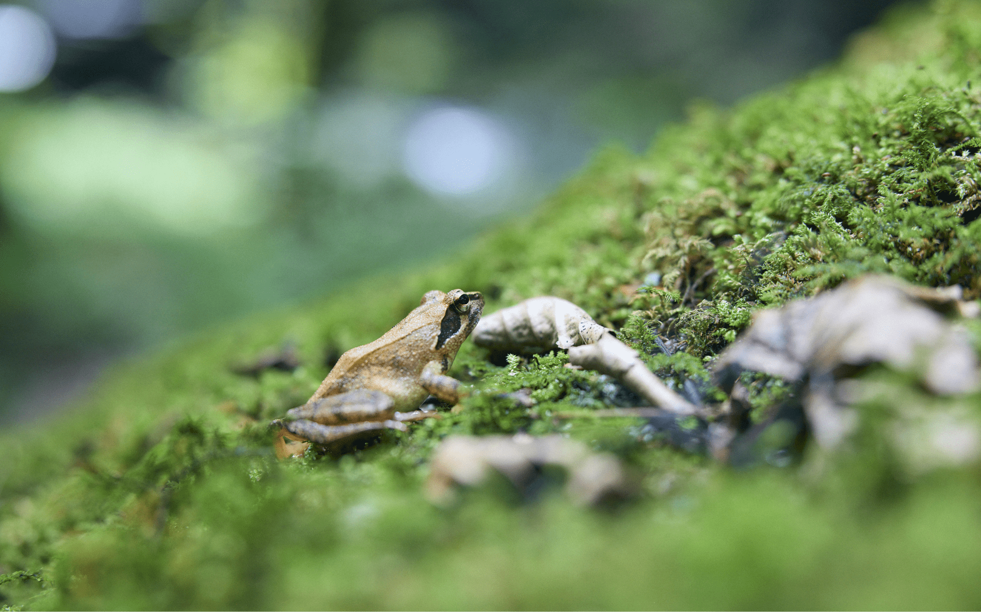 森林のイメージ